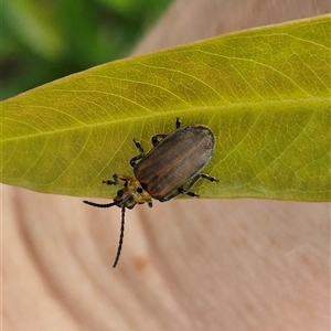 Poneridia (Genus) at suppressed - suppressed