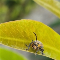 Poneridia (Genus) at suppressed - suppressed