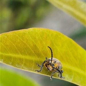 Poneridia (Genus) at suppressed - suppressed