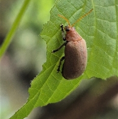 Unverified Leaf beetle (Chrysomelidae) at Burnside, QLD - 23 Jan 2025 by clarehoneydove