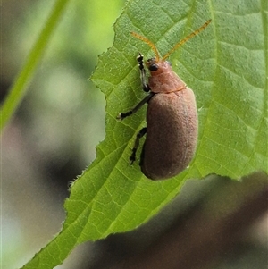 Unidentified Leaf beetle (Chrysomelidae) at Burnside, QLD by clarehoneydove