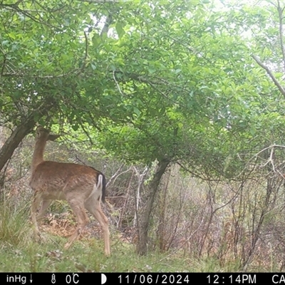 Dama dama (Fallow Deer) at Mongarlowe, NSW - 6 Nov 2024 by LisaH