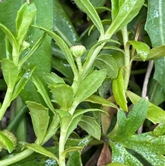 Centipeda elatinoides (Prostrate Sneezeweed) at Krawarree, NSW - 23 Jan 2025 by JaneR