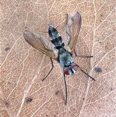 Sumpigaster sp. (genus) (A bristle fly) at Ainslie, ACT - 12 Jan 2025 by Pirom