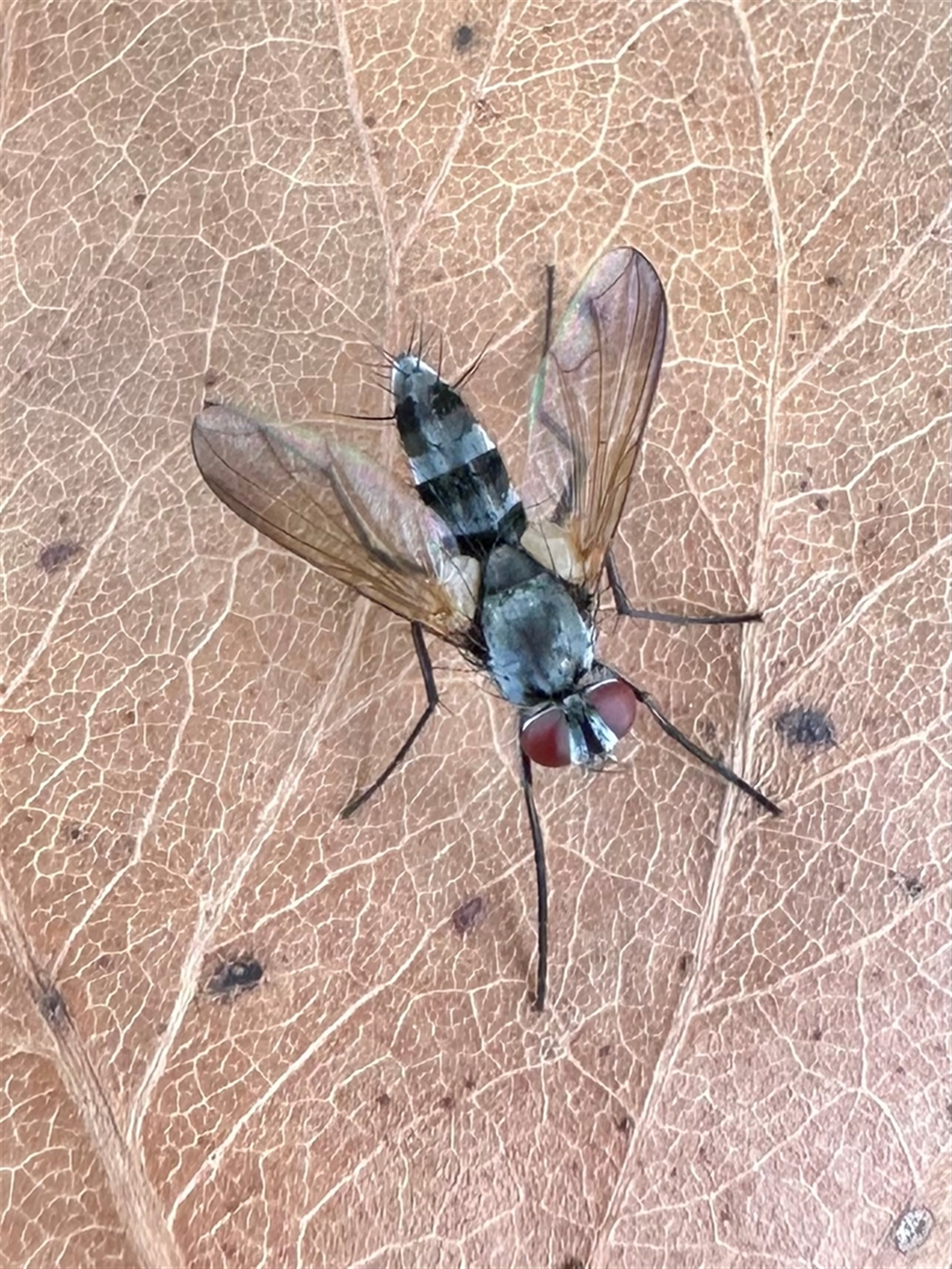 Sumpigaster sp. (genus) at Ainslie, ACT - 12 Jan 2025 04:46 PM