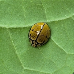 Harmonia testudinaria (Tortoise-shelled ladybird) at Burnside, QLD - 23 Jan 2025 by clarehoneydove