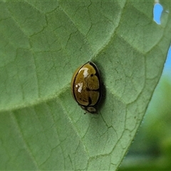 Harmonia testudinaria at Burnside, QLD - suppressed