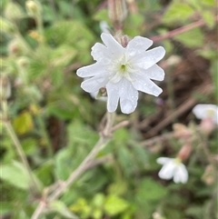 Silene latifolia subsp. alba at Krawarree, NSW - 23 Jan 2025 by JaneR