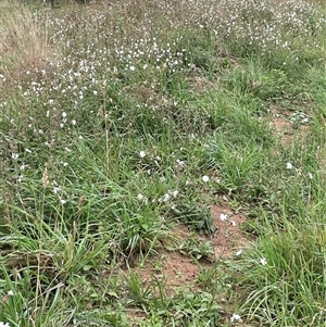 Silene latifolia subsp. alba at Krawarree, NSW - 23 Jan 2025 02:20 PM