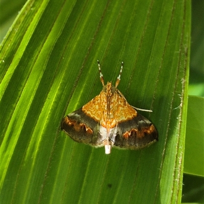 Tetracona amathealis (A Crambid moth) at Burnside, QLD - 22 Jan 2025 by clarehoneydove