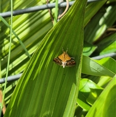 Tetracona amathealis at Burnside, QLD - 23 Jan 2025 08:50 AM