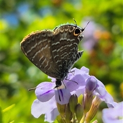 Unidentified Blue or Copper (Lycaenidae) at Burnside, QLD - 23 Jan 2025 by clarehoneydove