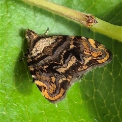 Choreutis metallica (A Metalmark moth (Choreutinae) at Burnside, QLD - 23 Jan 2025 by clarehoneydove