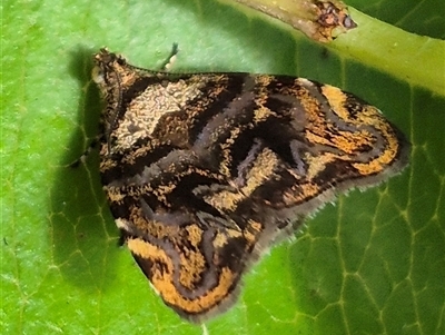 Choreutis metallica (A Metalmark moth (Choreutinae) at Burnside, QLD - 23 Jan 2025 by clarehoneydove