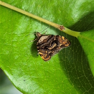 Choreutis metallica at Burnside, QLD - 23 Jan 2025 02:03 PM