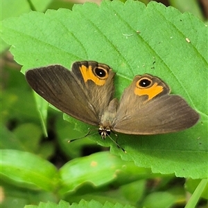 Hypocysta metirius (Brown Ringlet) at Burnside, QLD by clarehoneydove