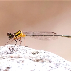 Nososticta solida (Orange Threadtail) at Strathnairn, ACT - 23 Jan 2025 by jb2602