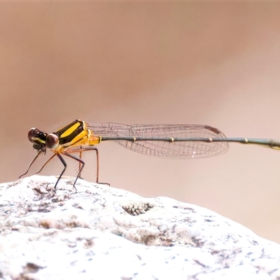 Nososticta solida (Orange Threadtail) at Strathnairn, ACT - 23 Jan 2025 by jb2602