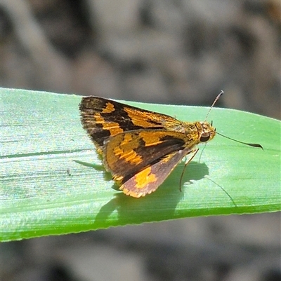 Ocybadistes walkeri (Green Grass-dart) at Burnside, QLD - 23 Jan 2025 by clarehoneydove