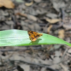 Ocybadistes walkeri at Burnside, QLD - 23 Jan 2025 01:04 PM