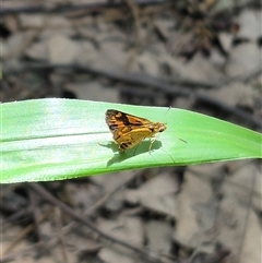 Ocybadistes walkeri at Burnside, QLD - 23 Jan 2025 01:04 PM