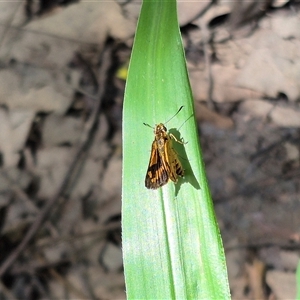 Ocybadistes walkeri at Burnside, QLD - 23 Jan 2025 01:04 PM