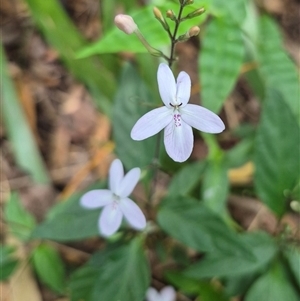 Pseuderanthemum variabile at Burnside, QLD by clarehoneydove