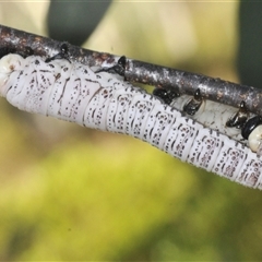 Perginae sp. (subfamily) (Unidentified pergine sawfly) at Smiggin Holes, NSW - 21 Jan 2025 by Harrisi