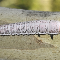 Perginae sp. (subfamily) at Smiggin Holes, NSW - 21 Jan 2025 03:10 PM
