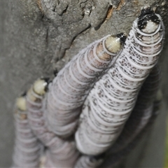 Perginae sp. (subfamily) at Smiggin Holes, NSW - 21 Jan 2025 03:10 PM
