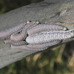 Perginae sp. (subfamily) at Smiggin Holes, NSW - 21 Jan 2025 03:10 PM