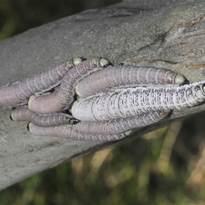 Perginae sp. (subfamily) at Smiggin Holes, NSW - 21 Jan 2025 03:10 PM