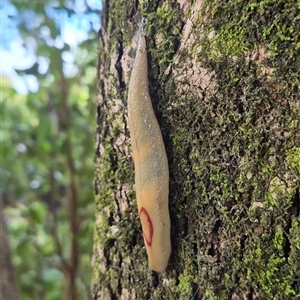 Triboniophorus graeffei (Red Triangle Slug) at Burnside, QLD by clarehoneydove