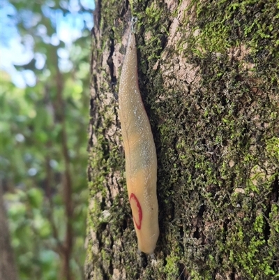 Triboniophorus graeffei (Red Triangle Slug) at Burnside, QLD - 19 Jan 2025 by clarehoneydove