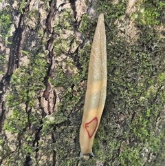 Triboniophorus graeffei at Burnside, QLD - suppressed