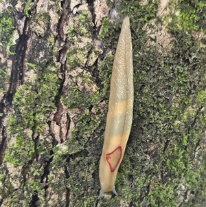 Triboniophorus graeffei at Burnside, QLD - suppressed