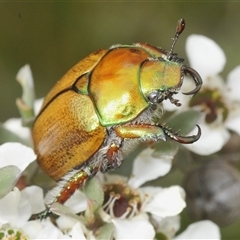 Anoplognathus suturalis (Centreline Christmas beetle) at Wilsons Valley, NSW - 21 Jan 2025 by Harrisi