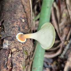 Unidentified Fungus at Burnside, QLD - 23 Jan 2025 by clarehoneydove