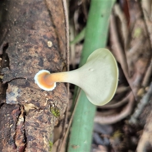 Unidentified Fungus at Burnside, QLD by clarehoneydove