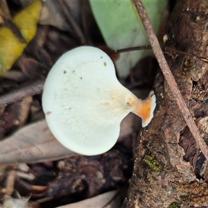 Microporus xanthopus at Burnside, QLD - 23 Jan 2025 01:28 PM
