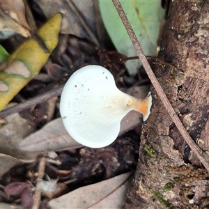 Microporus xanthopus at Burnside, QLD - 23 Jan 2025 01:28 PM