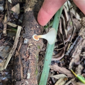 Microporus xanthopus at Burnside, QLD - 23 Jan 2025 01:28 PM