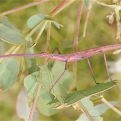 Unidentified Stick insect (Phasmatodea) at Wilsons Valley, NSW - 21 Jan 2025 by Harrisi