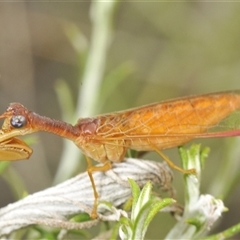 Campion sp. (genus) (Mantis Fly) at Creel Bay, NSW - 22 Jan 2025 by Harrisi