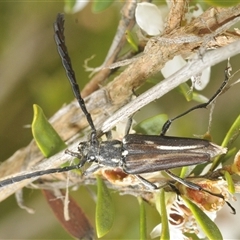 Distichocera fuliginosa (Longhorn or Longicorn beetle) at Nimmo, NSW - 22 Jan 2025 by Harrisi