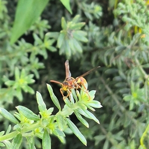 Polistes (Polistella) humilis at Burnside, QLD - suppressed