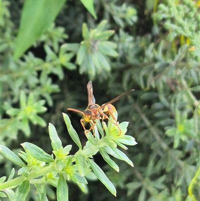 Polistes (Polistella) humilis (Common Paper Wasp) at Burnside, QLD - 19 Jan 2025 by clarehoneydove