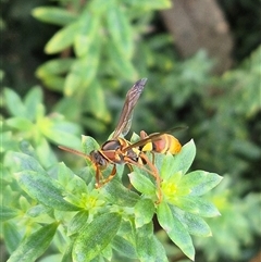 Polistes (Polistella) humilis at Burnside, QLD - suppressed