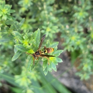 Polistes (Polistella) humilis at Burnside, QLD - suppressed