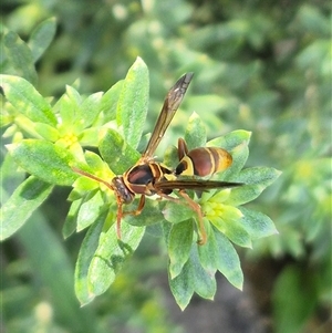 Polistes (Polistella) humilis at Burnside, QLD - suppressed